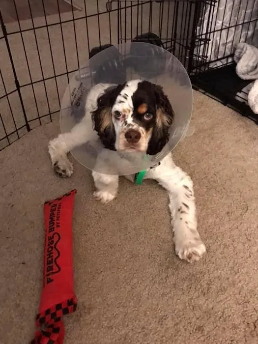 Companion Animal Hospital Picture 1
