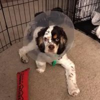 Companion Animal Hospital ico