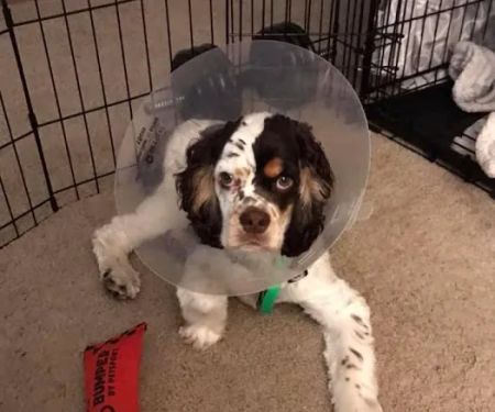 Companion Animal Hospital