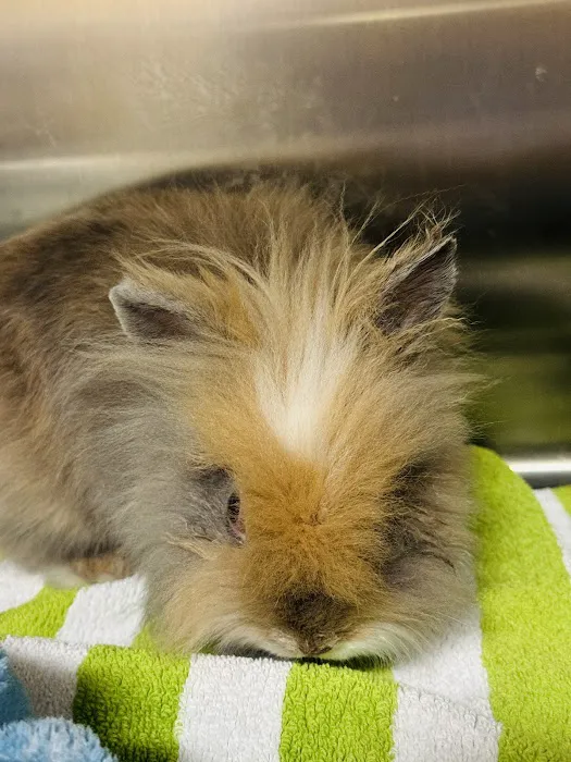 Crossroads Vet Picture 4