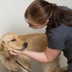 Crossroads Vet