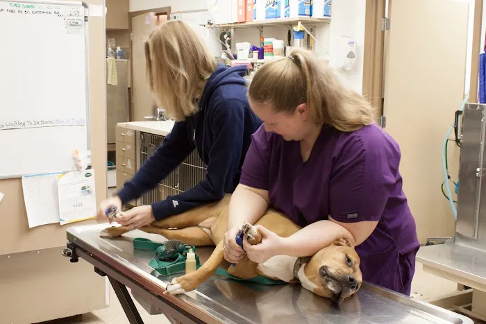 Aerowood Animal Hospital Ps Inc: Smith Candice DVM Picture 6