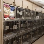 Aerowood Animal Hospital Ps Inc: Weiser Lisa DVM