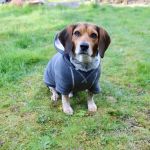 Aerowood Animal Hospital
