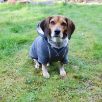 Aerowood Animal Hospital ico