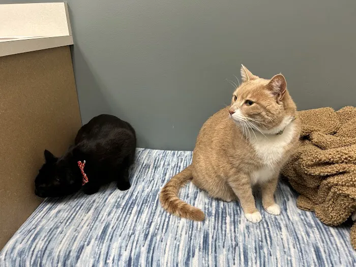 All About Cats Veterinary Hospital Picture 1