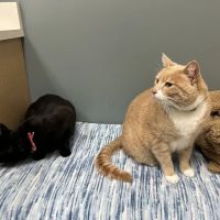 All About Cats Veterinary Hospital ico