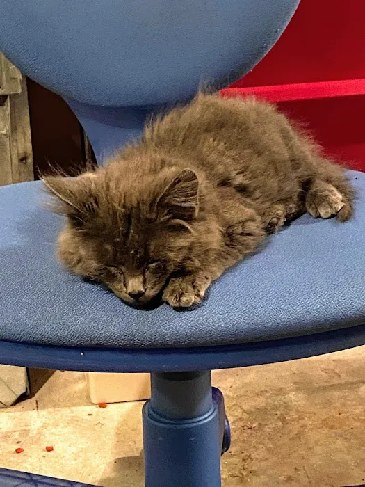 All About Cats Veterinary Hospital Picture 4