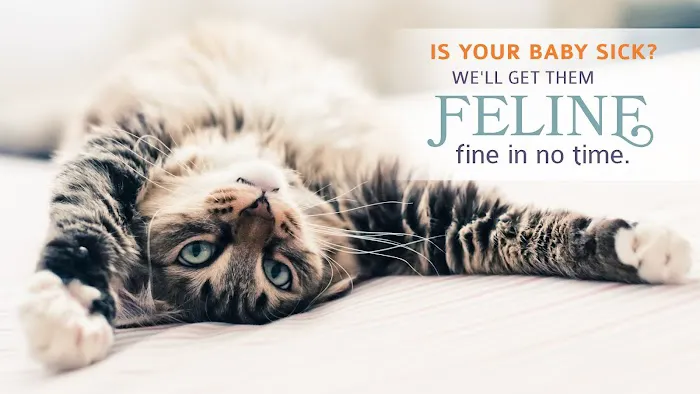 All About Cats Veterinary Hospital Picture 9