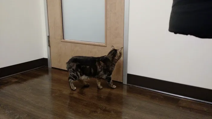 All About Cats Veterinary Hospital Picture 8