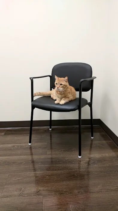 All About Cats Veterinary Hospital Picture 5