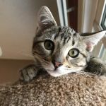 Spring Glen Veterinary