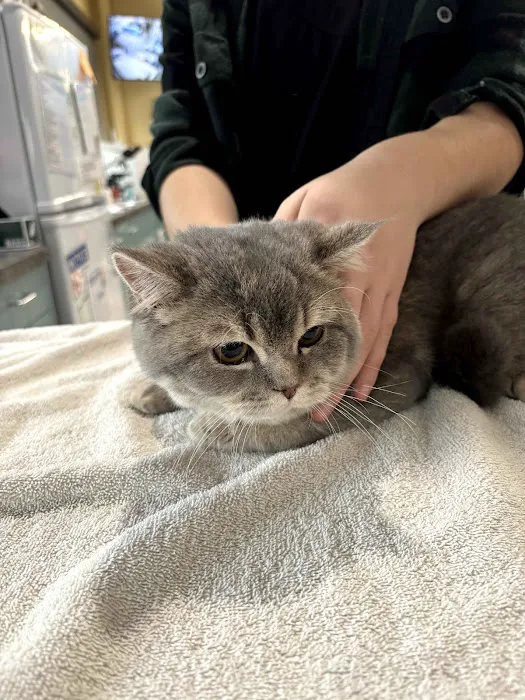 Happy Tails Animal Hospital Picture 10