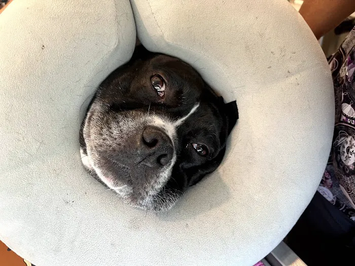 Happy Tails Animal Hospital Picture 5