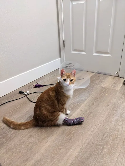 Arrow Animal Urgent Care Picture 5