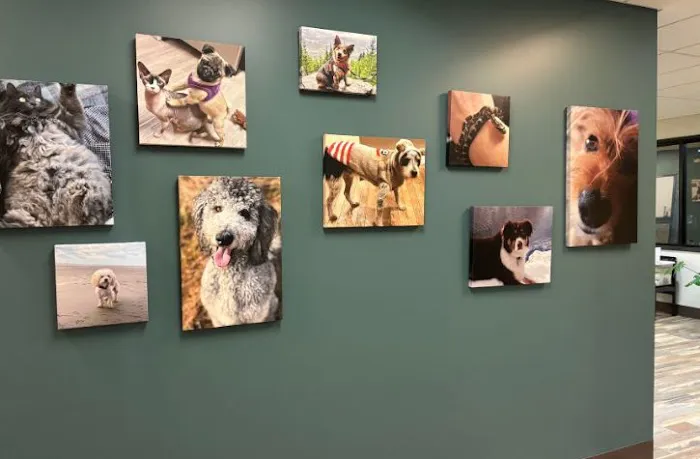 Arrow Animal Urgent Care Picture 4