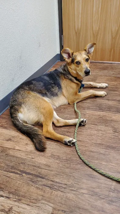 Arrow Animal Urgent Care Picture 8