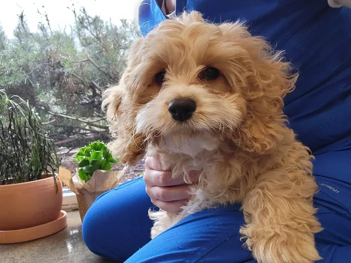 BoosterPet Veterinary Care & Urgent Care in Renton Picture 7