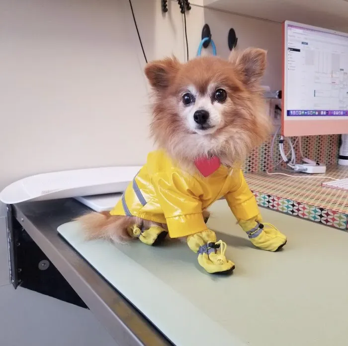 BoosterPet Veterinary Care & Urgent Care in Renton Picture 1