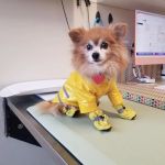 BoosterPet Veterinary Care & Urgent Care in Renton
