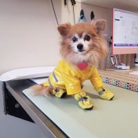 BoosterPet Veterinary Care & Urgent Care in Renton ico