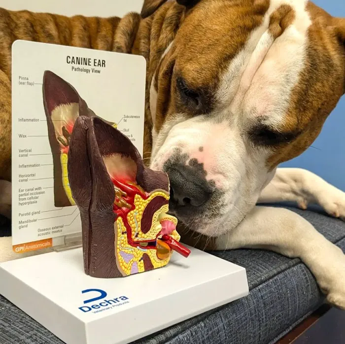 Fairwood Plaza Animal Clinic Picture 1