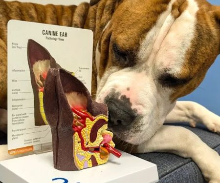 Fairwood Plaza Animal Clinic