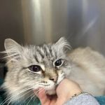 Des Moines Veterinary Hospital