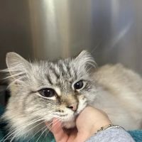 Des Moines Veterinary Hospital ico