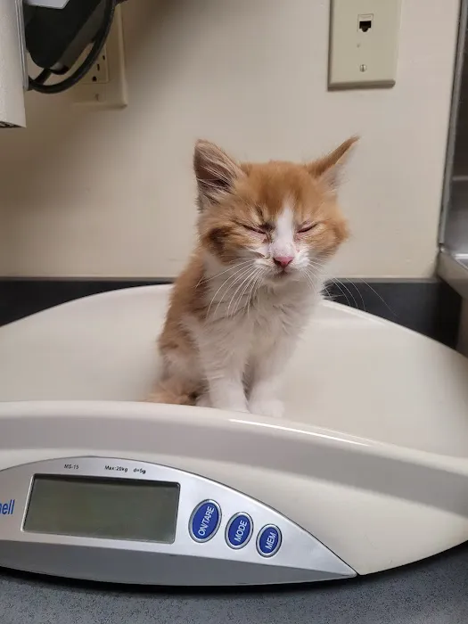 Des Moines Veterinary Hospital Picture 5
