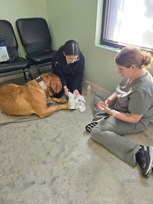 Olympic View Animal Hospital Picture 9