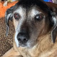 Olympic View Animal Hospital ico