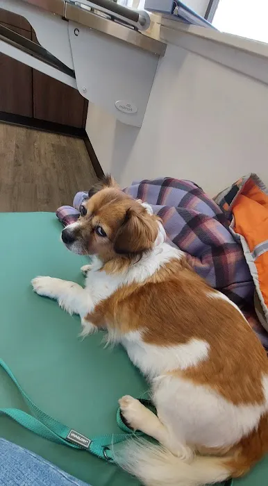 Saltwater Animal Hospital Picture 8