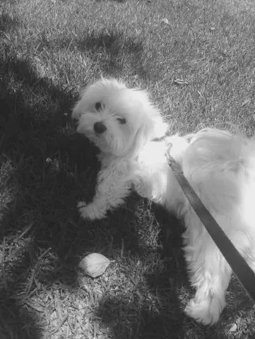 Banfield Pet Hospital Picture 1