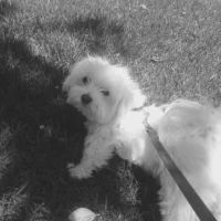 Banfield Pet Hospital ico