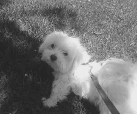 Banfield Pet Hospital