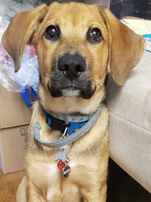 Banfield Pet Hospital Picture 10