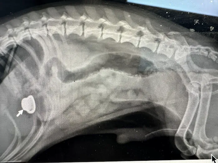 Ocean Veterinary Hospital Picture 9