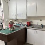 ABC Animal Hospital