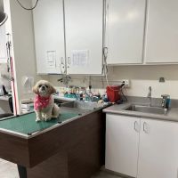 ABC Animal Hospital ico