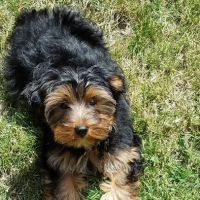 Cypress Dog & Cat Hospital ico