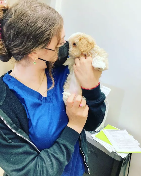 Lincoln Animal Hospital Picture 5