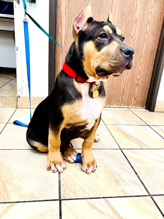 Lincoln Animal Hospital Picture 6