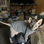 Vetco Total Care Animal Hospital