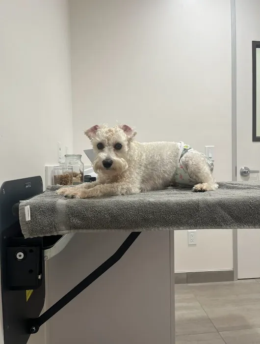 Cerritos Animal hospital Picture 4