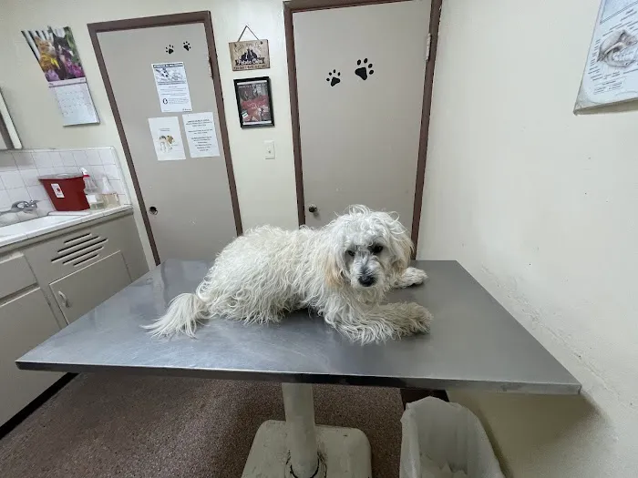 Lynwood Dog and Cat Hospital Picture 3