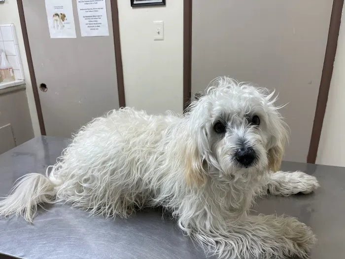 Lynwood Dog and Cat Hospital Picture 4