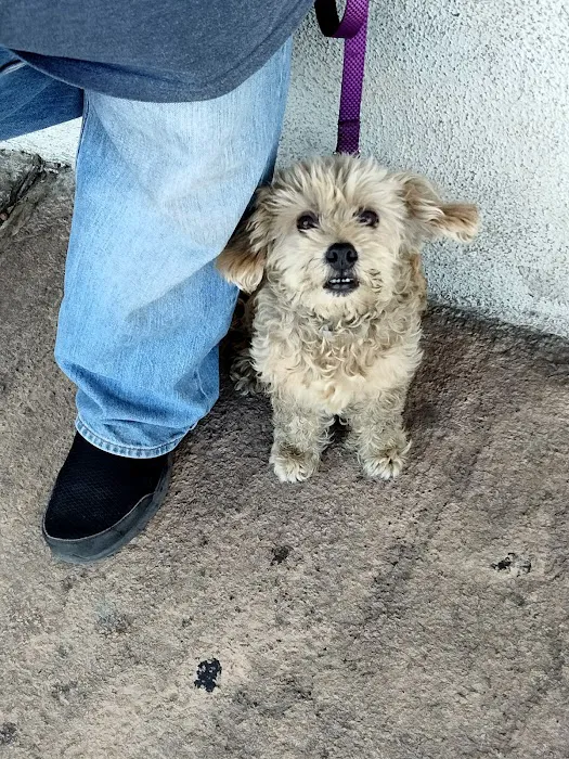 South Gate Dog - Cat Hospital Picture 5