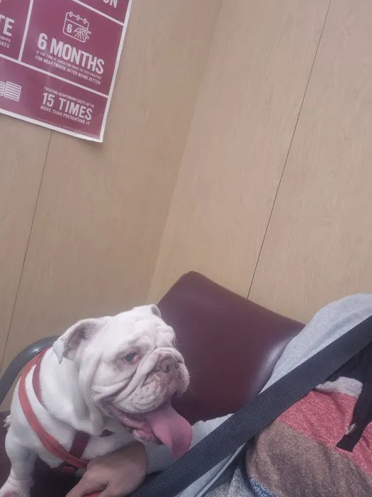 South Gate Dog - Cat Hospital Picture 2