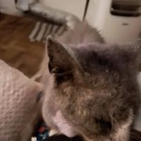 South Gate Dog - Cat Hospital ico